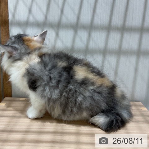 ラガマフィンの写真
