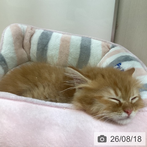 福岡県のラガマフィン (ペットプラス 黒崎店/2026年6月12日生まれ/男の子/レッドタビー)の子猫の4枚目の画像