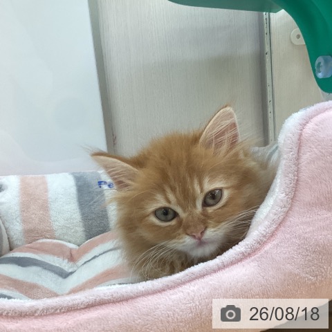 福岡県のラガマフィン (ペットプラス 黒崎店/2026年6月12日生まれ/男の子/レッドタビー)の子猫の3枚目の画像