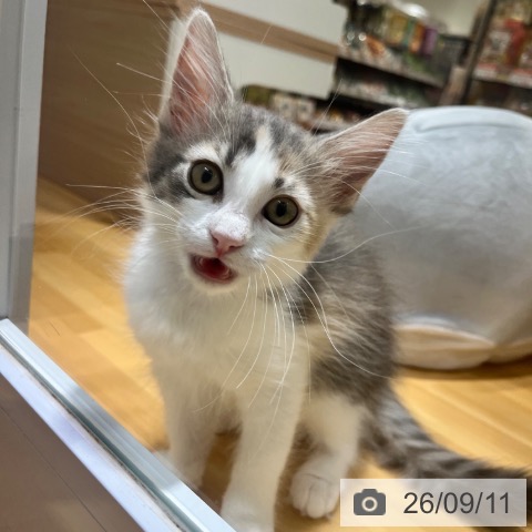 ノルウェージャンフォレストキャットの写真