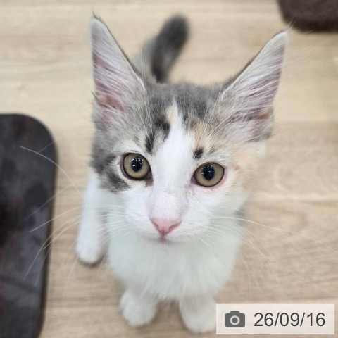 ノルウェージャンフォレストキャットの写真