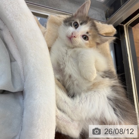 ノルウェージャンフォレストキャットの写真