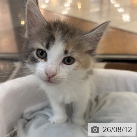 ノルウェージャンフォレストキャットの写真