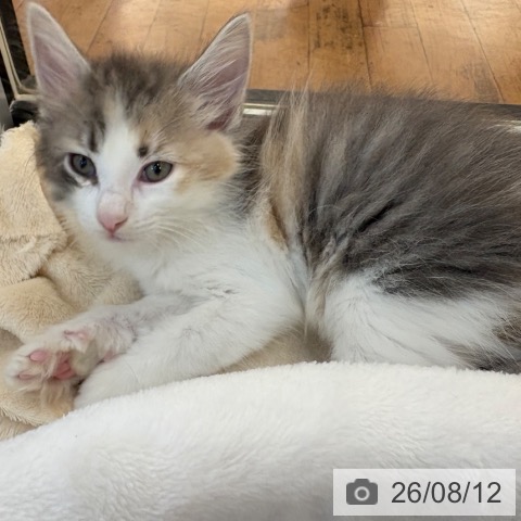 ノルウェージャンフォレストキャットの写真