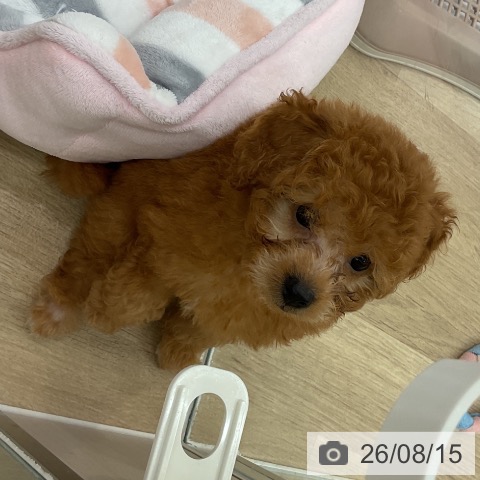 愛知県のトイプードル(トイ) (ペットプラス イオンモール豊川店/2026年6月10日生まれ/女の子/アプリコット)の子犬の3枚目の画像