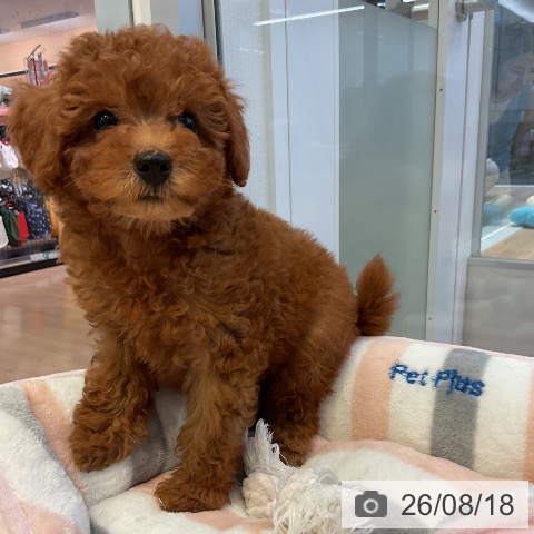 愛知県のトイプードル(トイ) (ペットプラス 岡崎店/2026年6月7日生まれ/女の子/レッド)の子犬の4枚目の画像