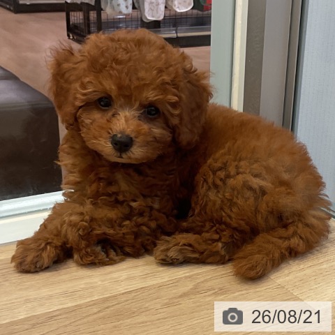 愛知県のトイプードル(トイ) (ペットプラス 岡崎店/2026年6月7日生まれ/女の子/レッド)の子犬の3枚目の画像