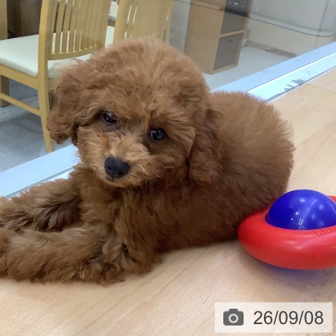 愛知県のトイプードル(トイ) (ペットプラス 三好店/2026年6月7日生まれ/女の子/レッド)の子犬の3枚目の画像