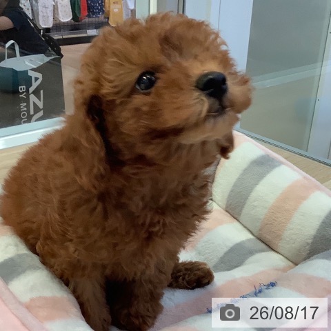 愛知県のトイプードル(トイ) (ペットプラス 岡崎店/2026年6月7日生まれ/女の子/レッド)の子犬の3枚目の画像