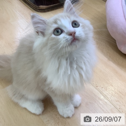 愛知県のラガマフィン (ペットプラス 三好店/2026年6月7日生まれ/男の子/クリームタビーホワイト)の子猫の4枚目の画像