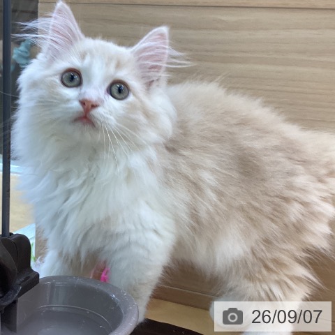 愛知県のラガマフィン (ペットプラス 三好店/2026年6月7日生まれ/男の子/クリームタビーホワイト)の子猫の3枚目の画像