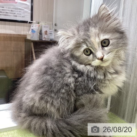 石川県のラガマフィン (ペットプラス 白山店/2026年6月7日生まれ/女の子/ブルーパッチドタビーホワイト)の子猫の4枚目の画像