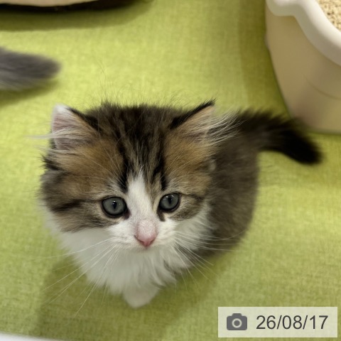 京都府のスコティッシュフォールド (ペットプラス 京都桂川店/2026年6月8日生まれ/男の子/ブラウンタビーホワイト)の子猫の4枚目の画像