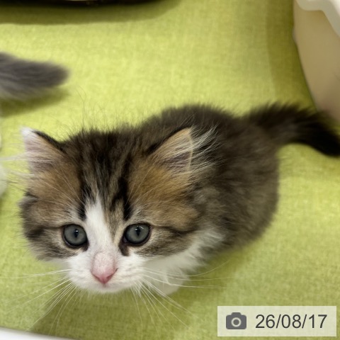 京都府のスコティッシュフォールド (ペットプラス 京都桂川店/2026年6月8日生まれ/男の子/ブラウンタビーホワイト)の子猫の3枚目の画像