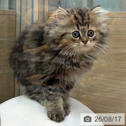 大阪府のスコティッシュフォールド (ペットプラス イオン大日店/2026年6月8日生まれ/男の子/ブラウンタビーホワイト)の子猫の4枚目の画像