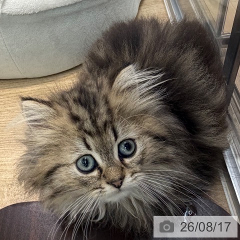 大阪府のスコティッシュフォールド (ペットプラス イオン大日店/2026年6月8日生まれ/男の子/ブラウンタビーホワイト)の子猫の3枚目の画像