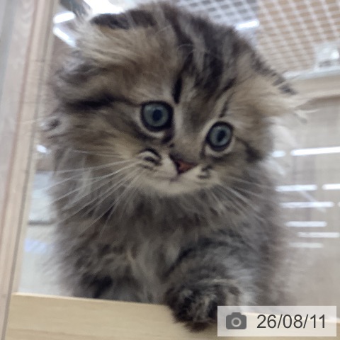 スコティッシュフォールドの写真