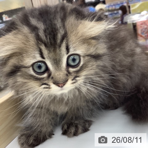 スコティッシュフォールドの写真