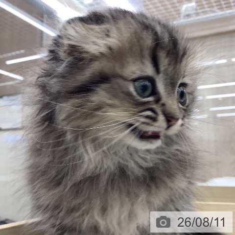 スコティッシュフォールドの写真