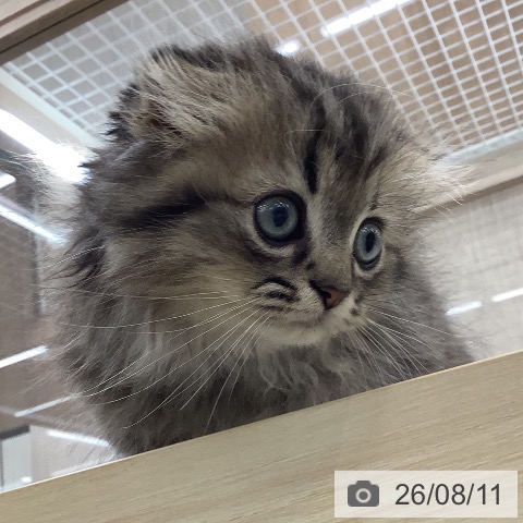 スコティッシュフォールドの写真