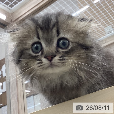 スコティッシュフォールドの写真