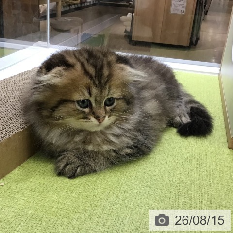 沖縄県のスコティッシュフォールド (ペットプラス 沖縄ライカム店/2026年6月8日生まれ/男の子/ブラウンタビーホワイト)の子猫の4枚目の画像
