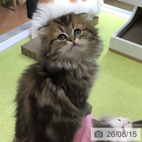 沖縄県のスコティッシュフォールド (ペットプラス 沖縄ライカム店/2026年6月8日生まれ/男の子/ブラウンタビーホワイト)の子猫の3枚目の画像