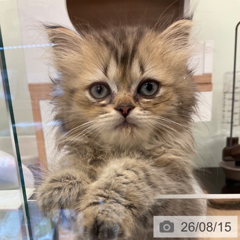福岡県のペルシャ (ペットプラス 春日店/2026年6月3日生まれ/男の子/チンチラゴールデン)の子猫の4枚目の画像