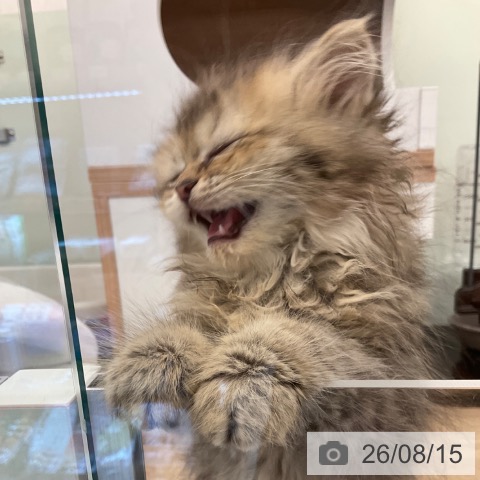 福岡県のペルシャ (ペットプラス 春日店/2026年6月3日生まれ/男の子/チンチラゴールデン)の子猫の3枚目の画像