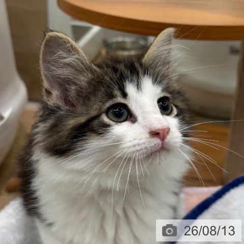 ノルウェージャンフォレストキャットの写真