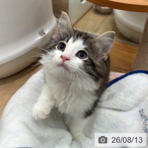 ノルウェージャンフォレストキャットの写真