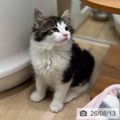 ノルウェージャンフォレストキャットの写真