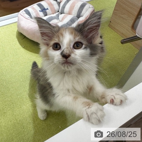 ノルウェージャンフォレストキャットの写真
