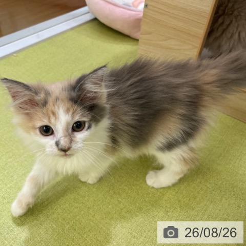 ノルウェージャンフォレストキャットの写真