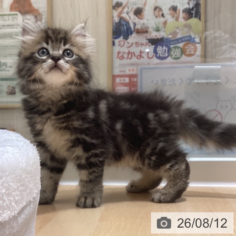 鹿児島県のラガマフィン (ペットプラス 姶良店/2026年6月10日生まれ/男の子/ブラウンタビーホワイト)の子猫の4枚目の画像