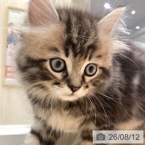 鹿児島県のラガマフィン (ペットプラス 姶良店/2026年6月10日生まれ/男の子/ブラウンタビーホワイト)の子猫の3枚目の画像
