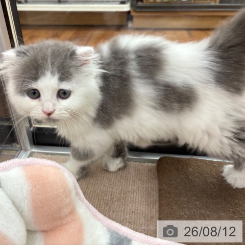 京都府のスコティッシュフォールド (ペットプラス 久御山店/2026年6月10日生まれ/男の子/ブルーホワイト)の子猫の4枚目の画像