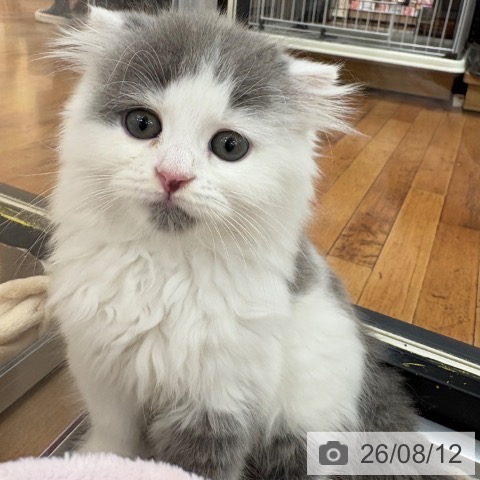 京都府のスコティッシュフォールド (ペットプラス 久御山店/2026年6月10日生まれ/男の子/ブルーホワイト)の子猫の3枚目の画像
