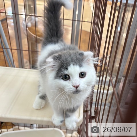 京都府のスコティッシュフォールド (ペットプラス 久御山店/2026年6月10日生まれ/男の子/ブルーホワイト)の子猫の3枚目の画像