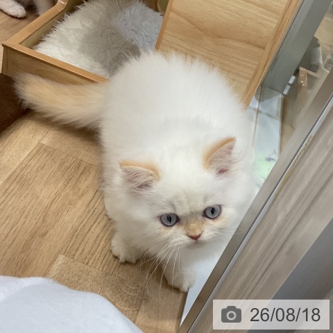 ヒマラヤンの写真