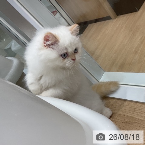 ヒマラヤンの写真