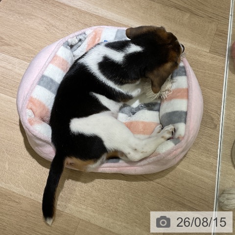 ビーグルの写真