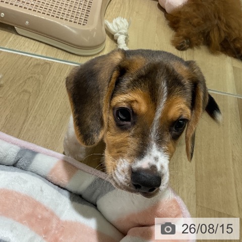 ビーグルの写真