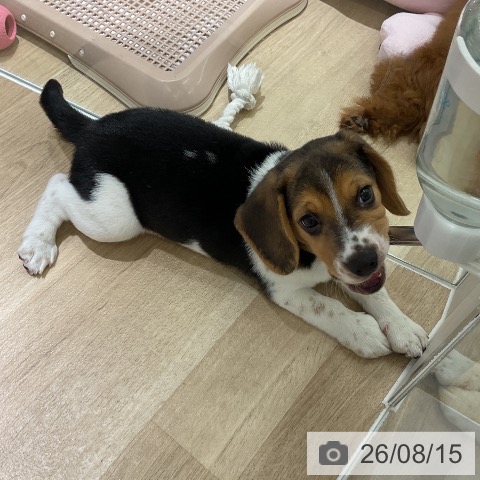 ビーグルの写真