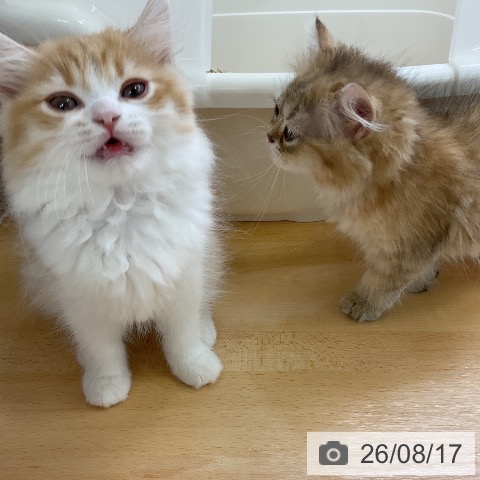 ミヌエットの写真