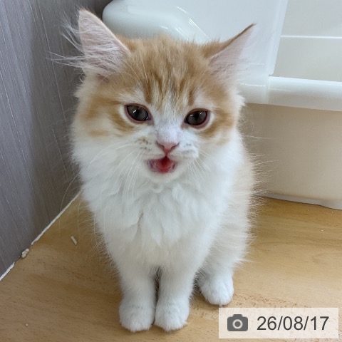 ミヌエットの写真