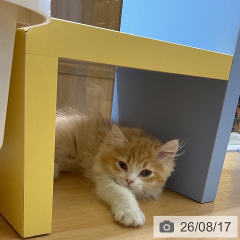 ミヌエットの写真