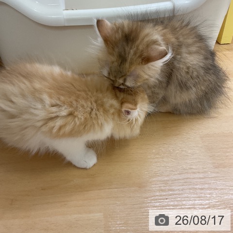 ミヌエットの写真
