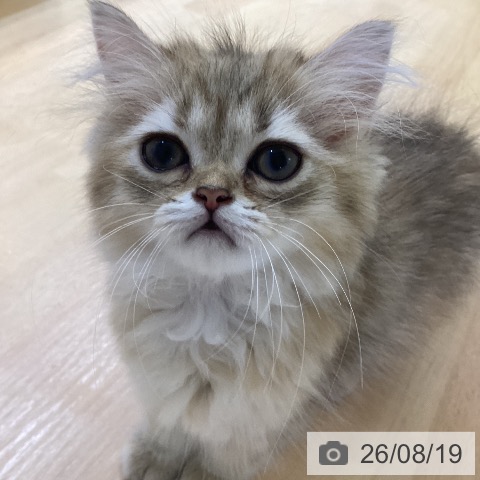 ミヌエットの写真