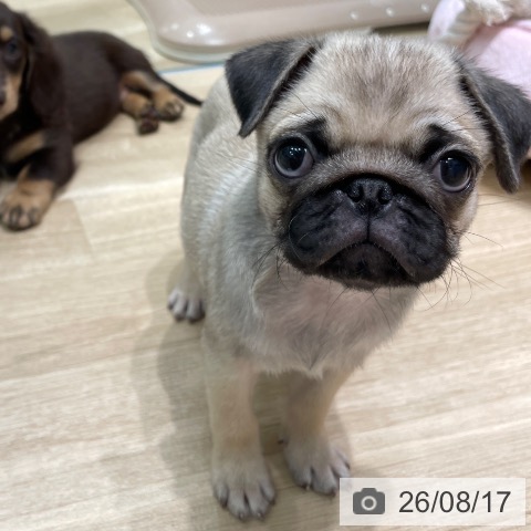パグの写真